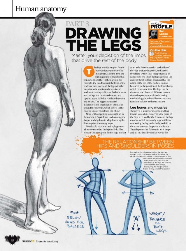 imaginefx anatomy